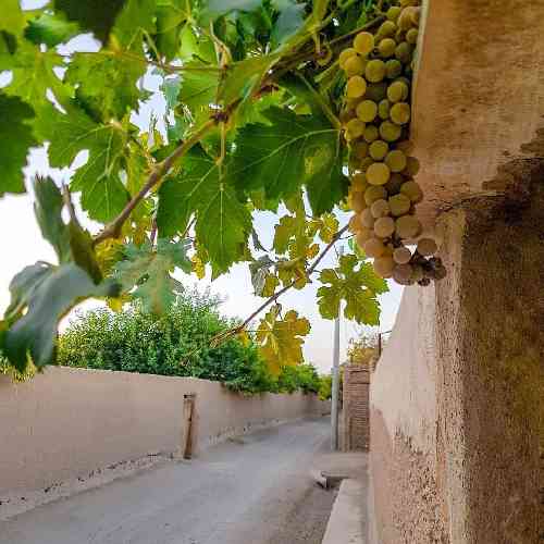 بلال حیدری گریه ی مستی خوشه پیک اول منو مطمئنا میکشه